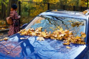 Fallen dry brown oak leaves lying on car windshield and hood in sunny weather.Autumn foliage