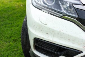 Insects on the bumper of the car